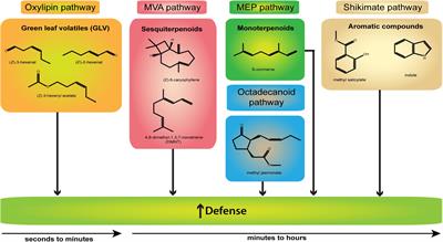 Plant–Plant Communication: Is There a Role for Volatile Damage-Associated Molecular Patterns?